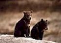 Grizzly Bear Cubs Grizzly Bear Cubs